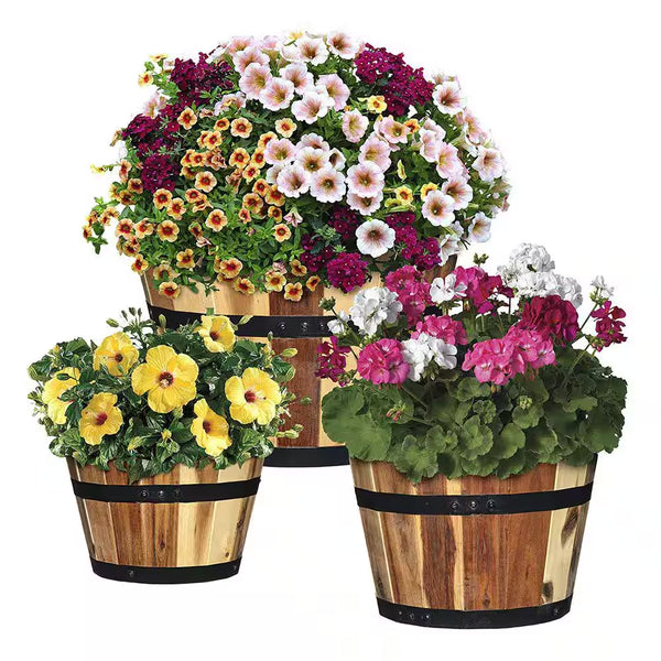 Acacia Wood Barrel Planters (Set of 3)