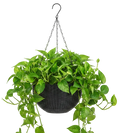 The Artisan Macrame Plant Hanger