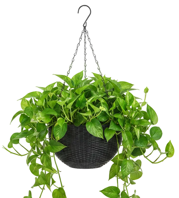 Artisan-Made Macrame Plant Hanger