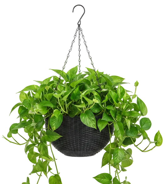 Artisan-Made Macrame Plant Hanger