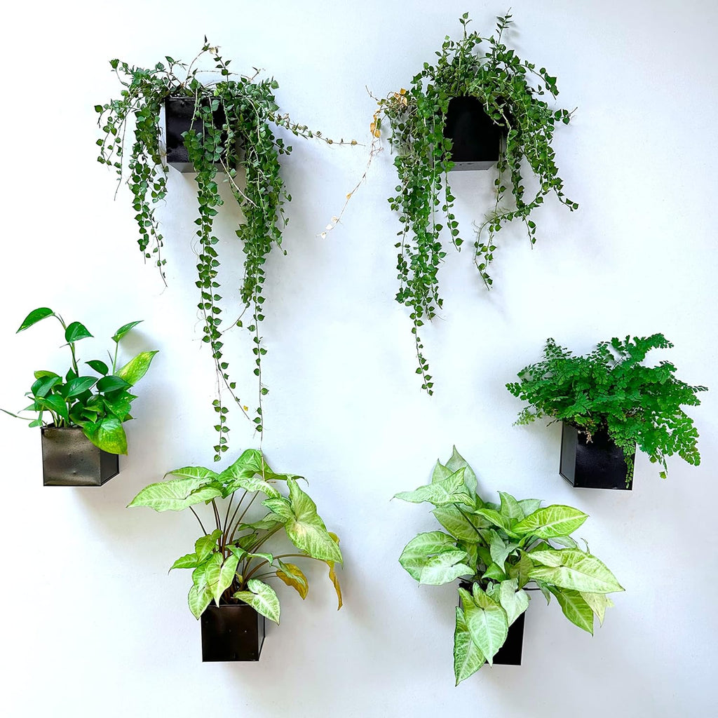 Lalagreen Wall Planter - 6 Pack, 4 Inch Square Metal Wall Planter for Indoor Plants, Small Black Wall Mounted Flower Pots Outdoor Garden Decoration, Balcony Planters Railings Hanging Outdoor